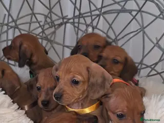 Miniature Dachshund dogs Beautiful Miniature Dachshund Puppies🐾4Girls4Boys - Advert 13