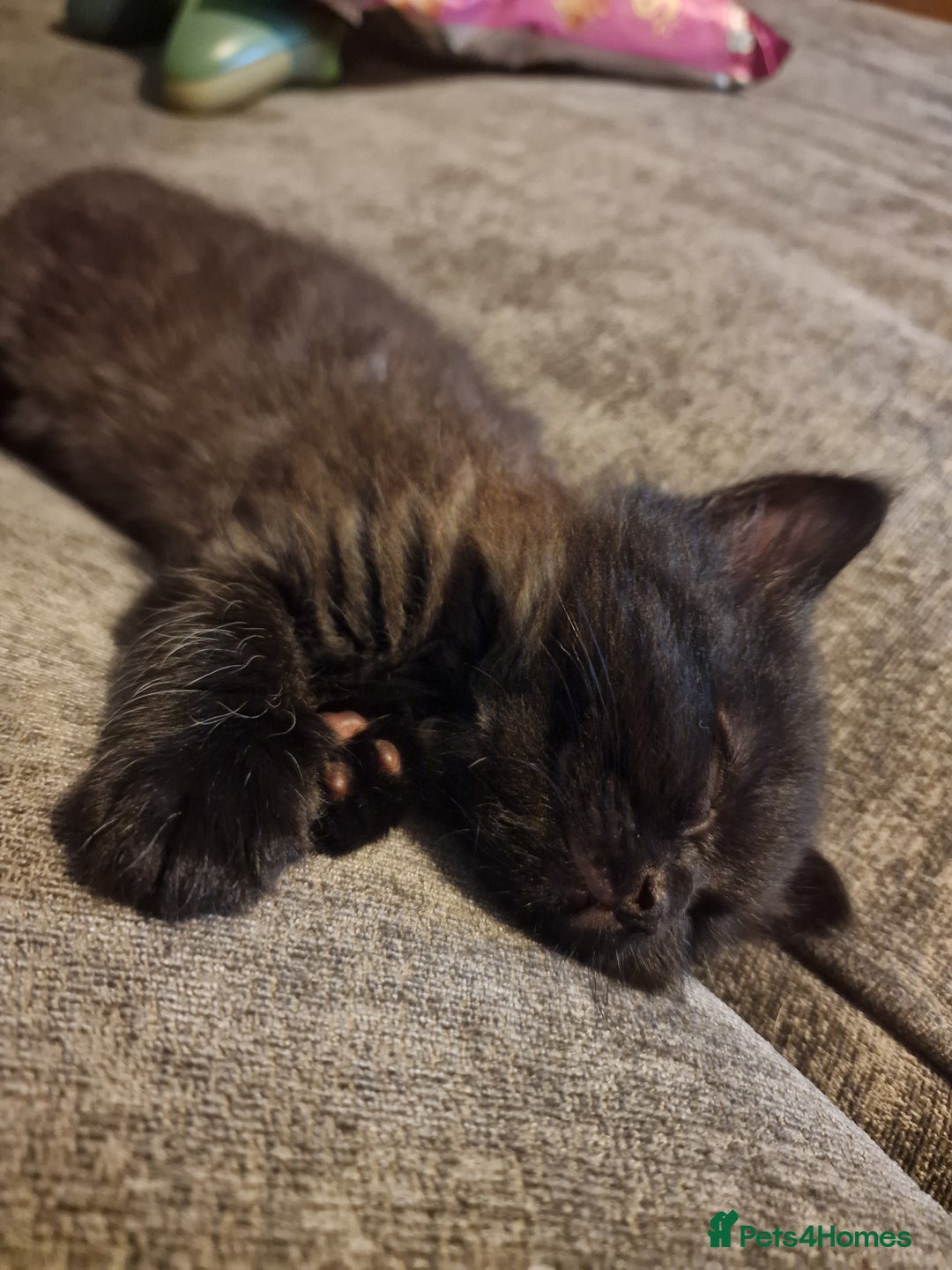 Mixed Breed cats for sale: 1 beautiful male kitten last of the litter  - Image 7