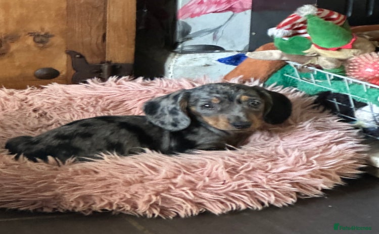 Miniature Dachshund dogs - Advert 11
