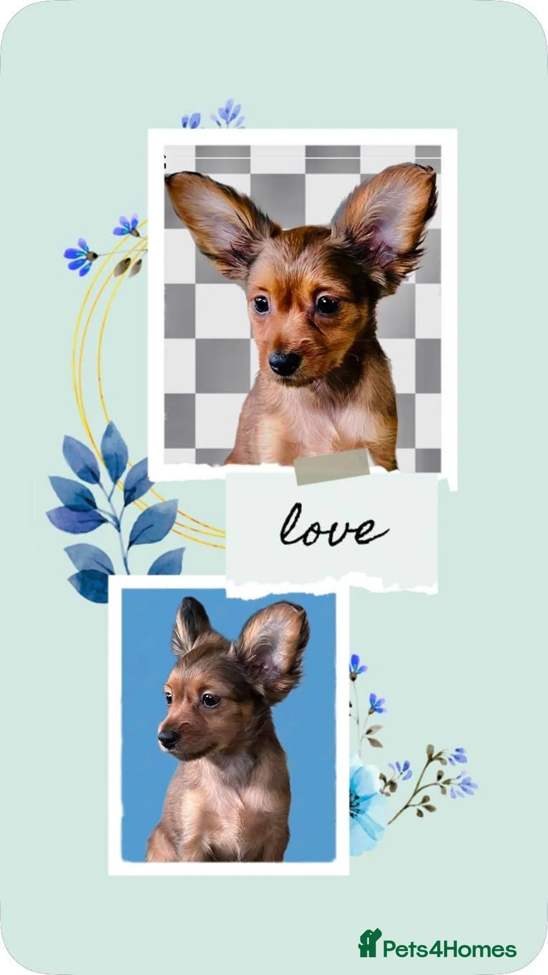 Russian Toy Terrier dogs for sale: Beautiful male Russian Toy puppy - Advert 1