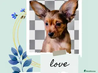 Russian Toy Terrier dogs Beautiful male Russian Toy puppy - Advert 2