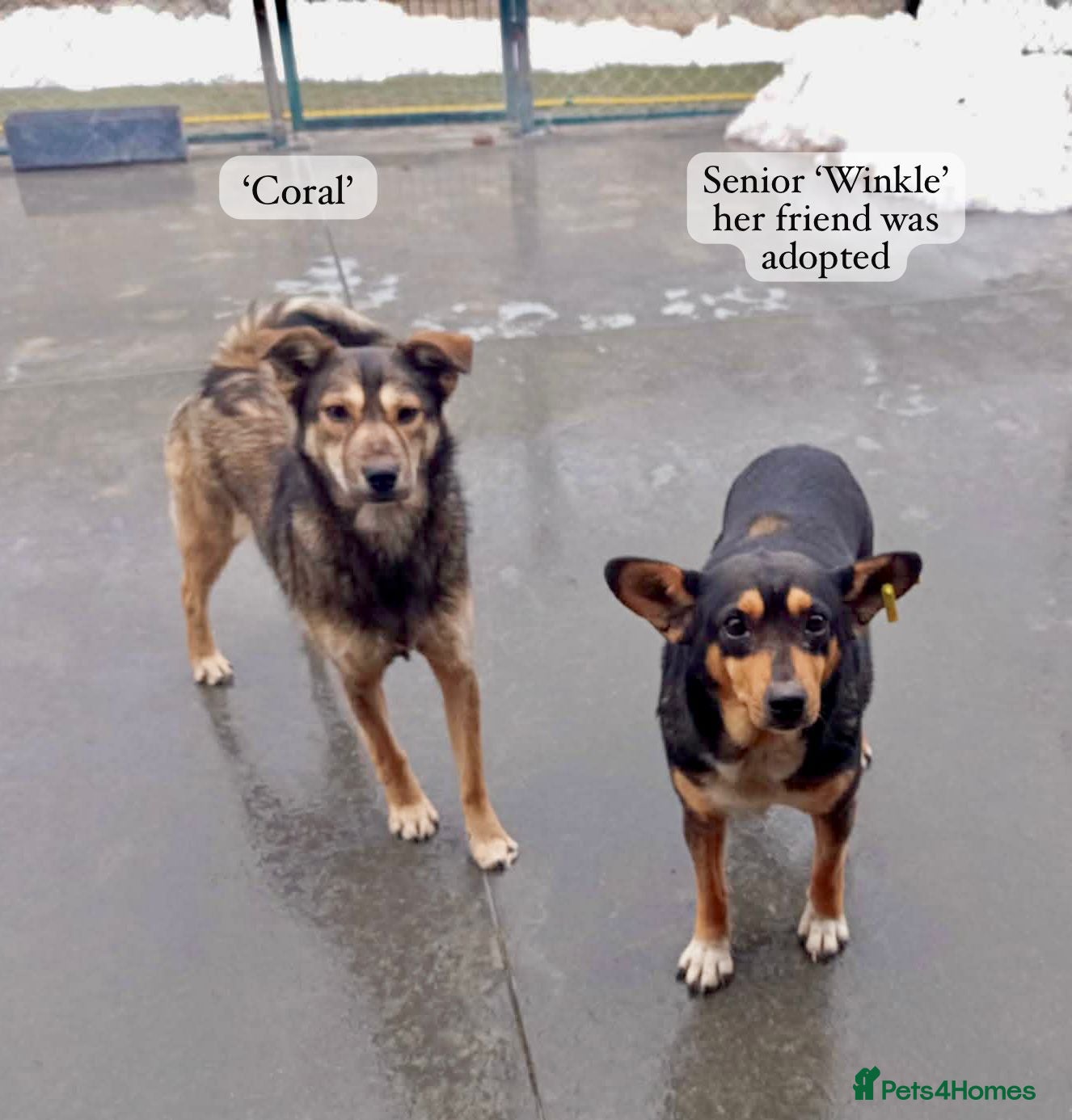Mixed Breed dogs Coral, 2 yrs approx. Available for adorion - Advert 1