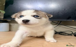 Siberian Husky dogs for sale: SIBERIAN HUSKY  - Image 18