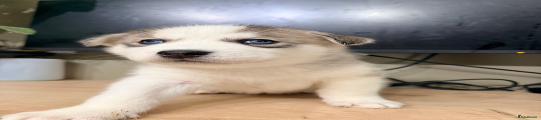 Siberian Husky Puppy 2