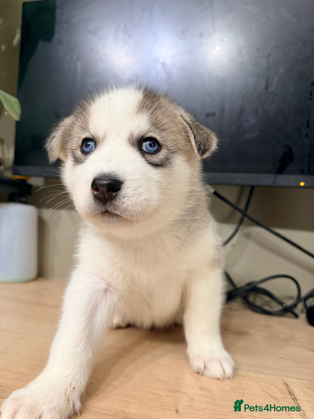 Siberian Husky dogs for sale: SIBERIAN HUSKY  - Image 18