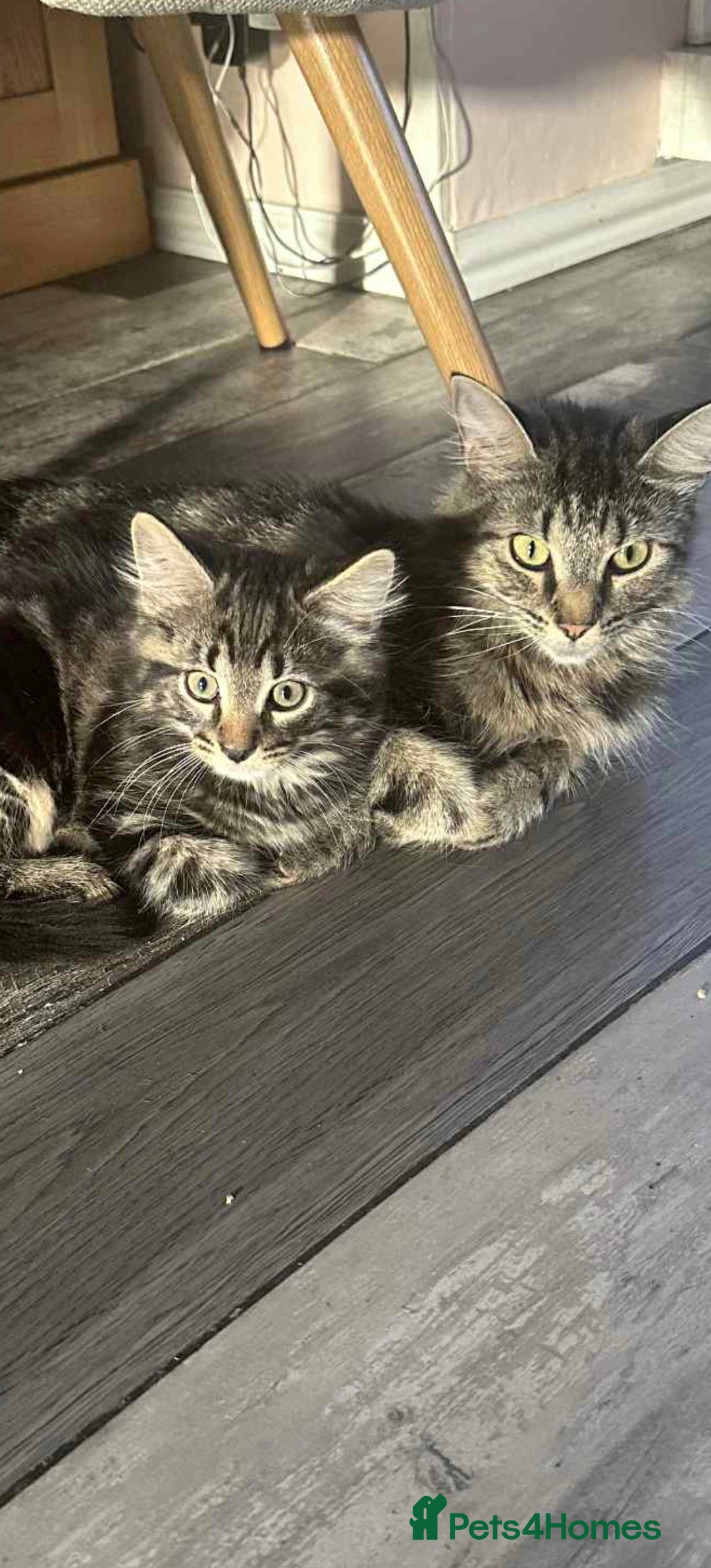 Maine Coon cats for sale: Maine coone mix lovely kitten in Leeds - Image 2