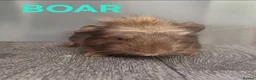 Guinea Pig rodents for sale: Beautiful Male Baby Guinea Pigs for sale  - Advert 2