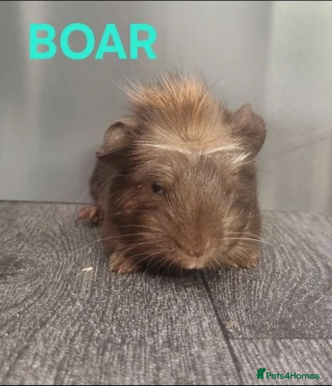 Guinea Pig rodents for sale: Beautiful Male Baby Guinea Pigs for sale  - Advert 2
