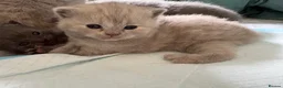 British Shorthair cats for sale: 3 Blue and 1 Lilac BSH kittens available  - Advert 4