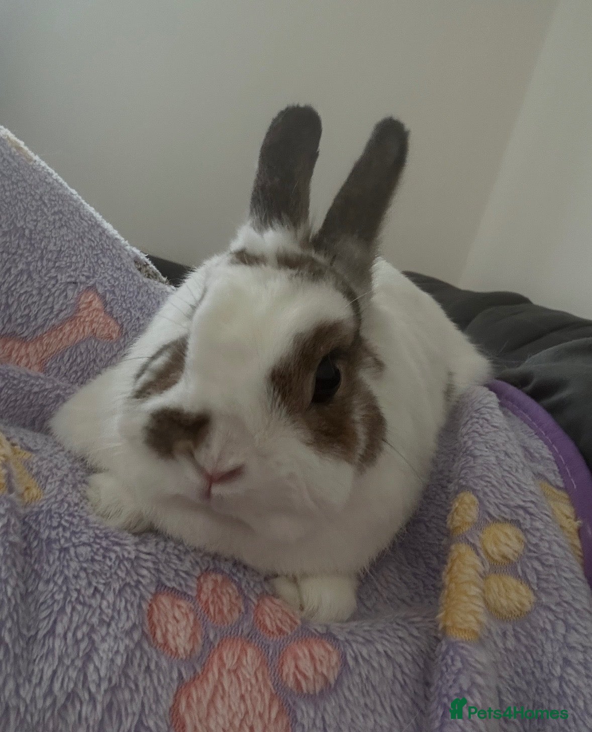 Netherland Dwarf rabbits Loving Netherland Dwarf Looking for Forever Home - Advert 6