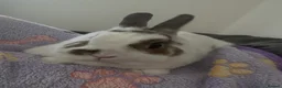 Netherland Dwarf rabbits for sale: Loving Netherland Dwarf Looking for Forever Home in Newark - Advert 1