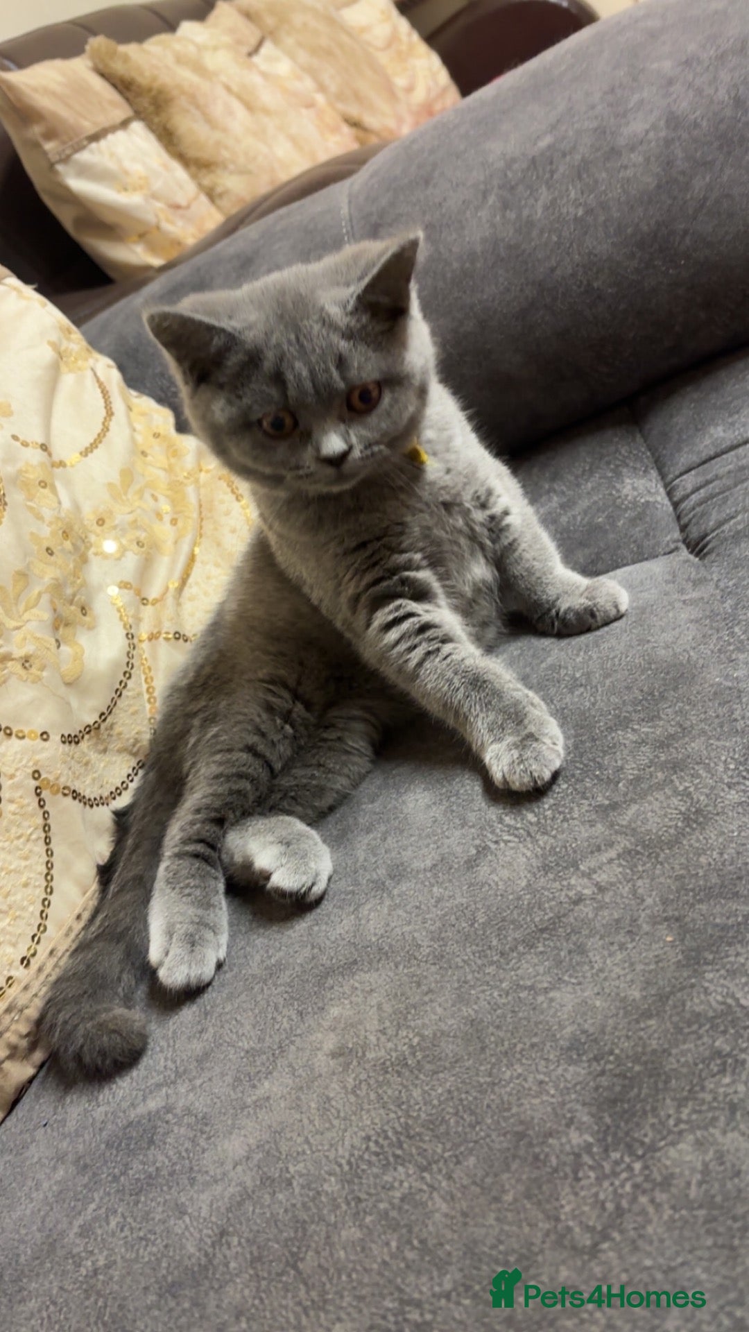 British Shorthair cats GCCF registered Blue BSH - Advert 6