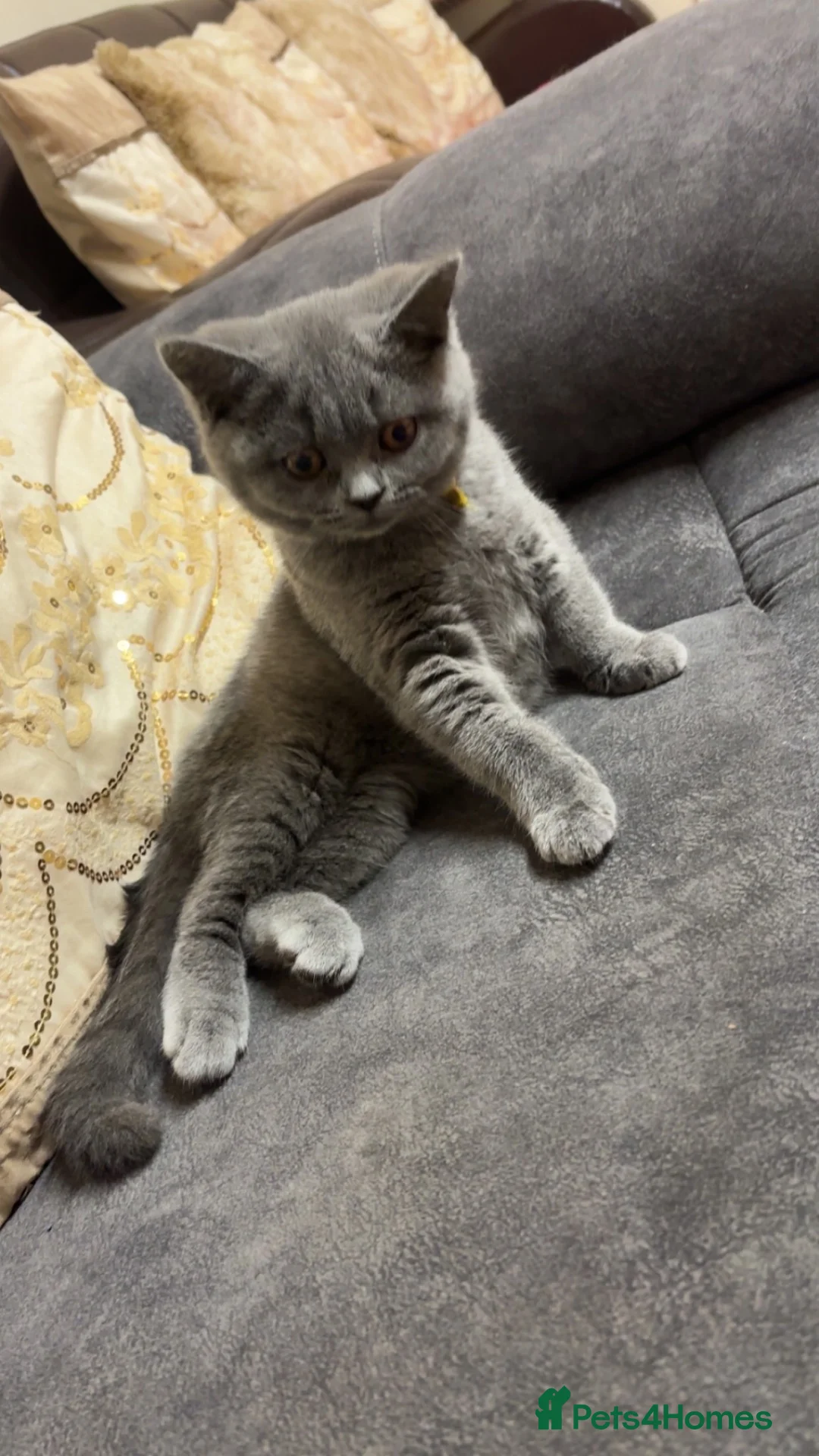 British Shorthair cats for sale: GCCF registered Blue BSH - Advert 1