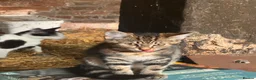 Mixed Breed cats for sale: Kittens for sale  - Advert 8