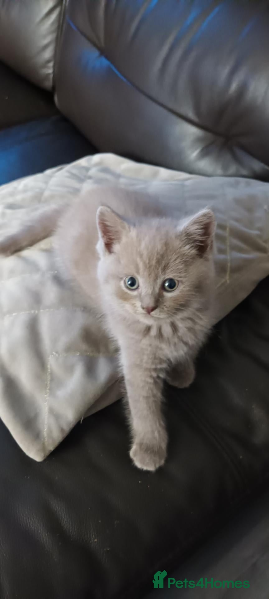 British Shorthair cats British short hair lilac tabbys - Advert 1