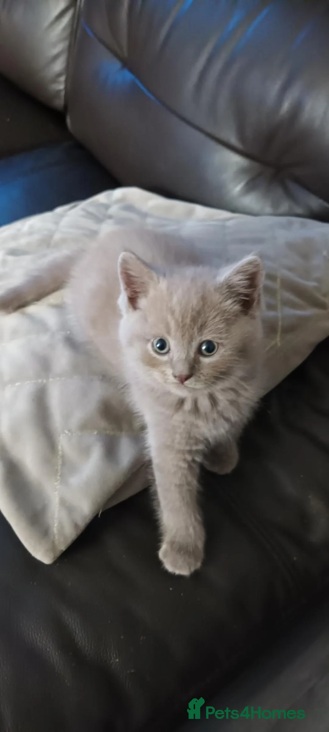 British Shorthair cats for sale: British short hair lilac tabbys - Advert 1