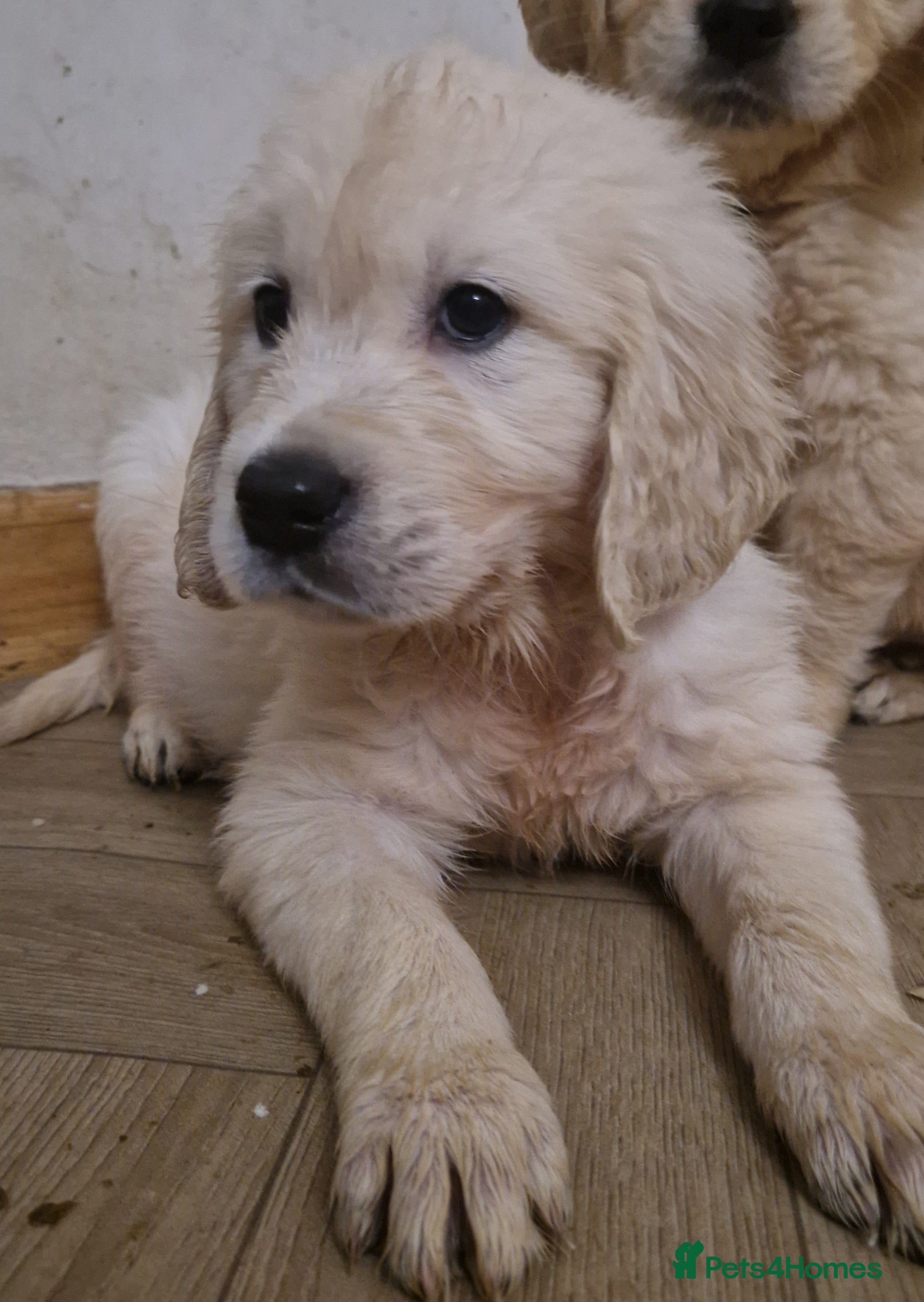 Golden Retriever dogs KC Golden Retriver READY 20Th December  - Advert 3