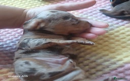Miniature Dachshund dogs for sale: Minture dachshund puppies  - Image 9