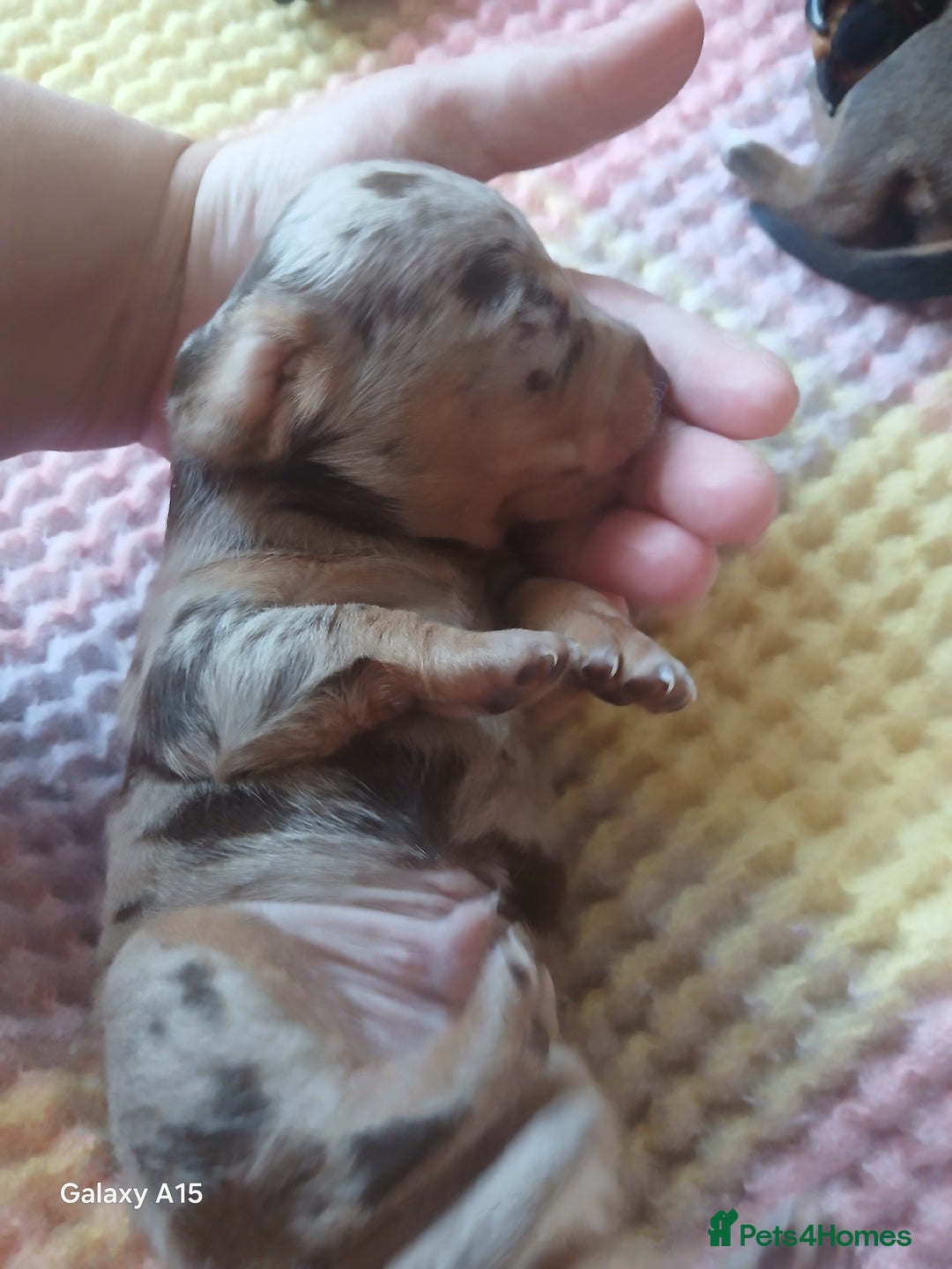 Miniature Dachshund dogs for sale: Minture dachshund puppies  - Image 9