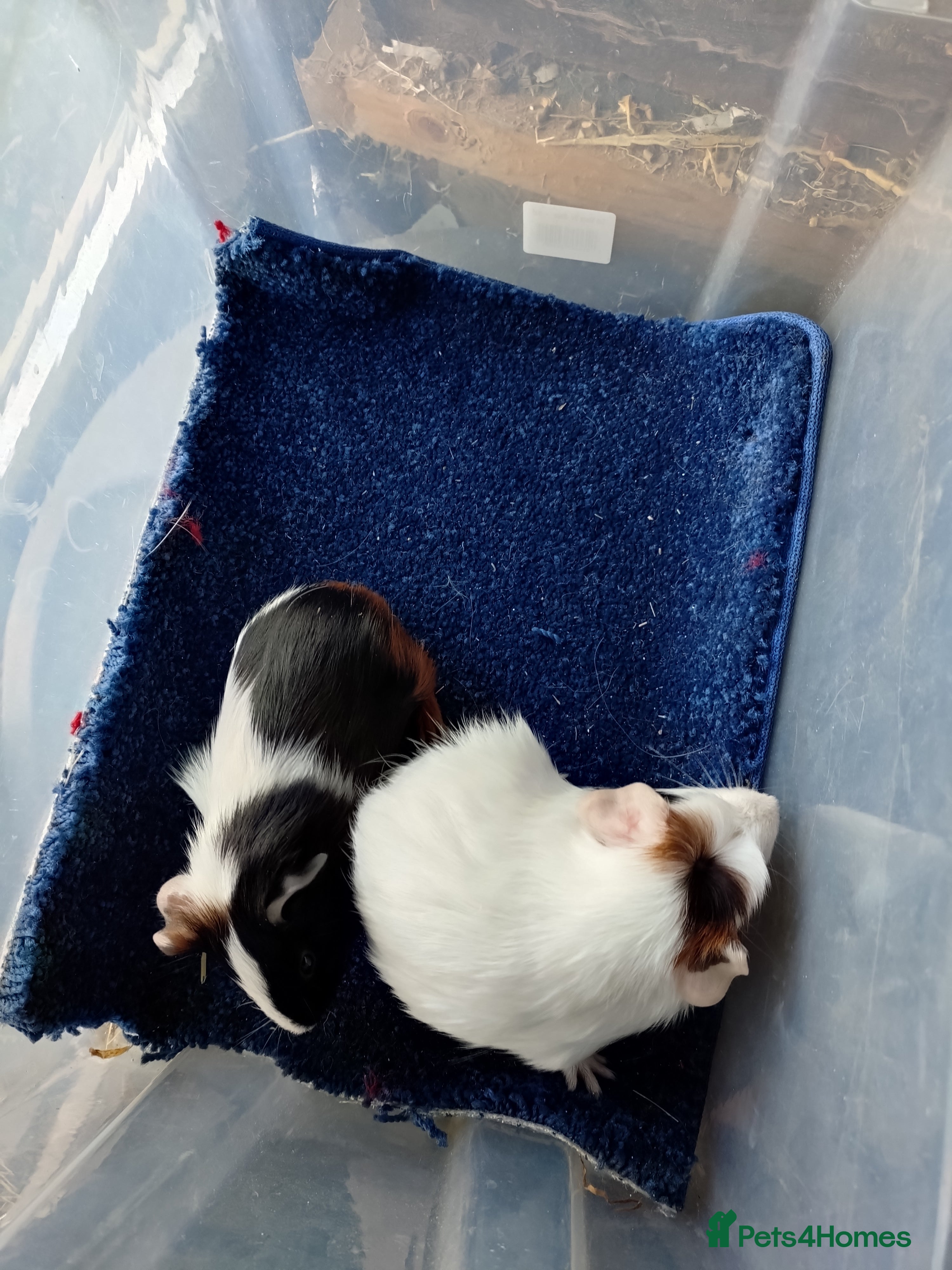 Guinea Pig rodents Baby male guinea pigs and females  - Advert 15