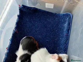 Guinea Pig rodents Baby male guinea pigs and females - Advert 15