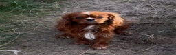 Cavalier King Charles Spaniel dogs for stud: Ruby Cavalier available for Stud - Advert 3