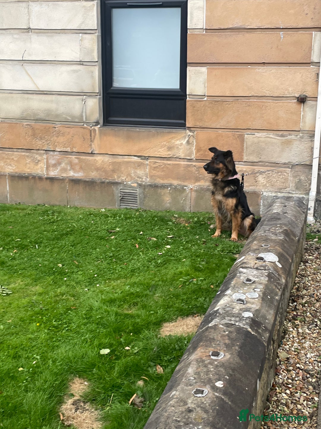 German Shepherd dogs for sale: Upcoming Litter of Pedigree German Shepherd Puppy - Image 3