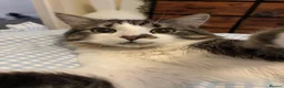 British Longhair cats for sale: One year old Long haired male  - Advert 1