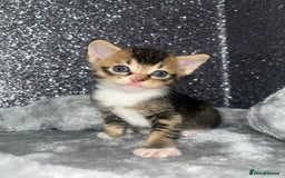 Mixed Breed cats for sale: 3 beautiful tabby kittens ♥️ - Image 1