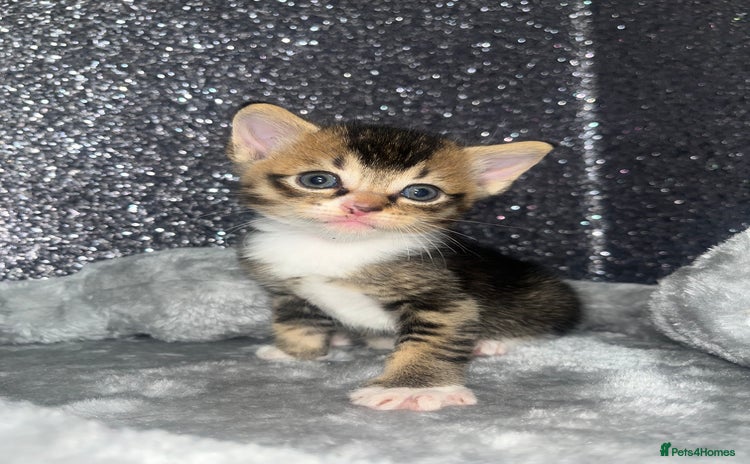 Mixed Breed cats - Advert 5