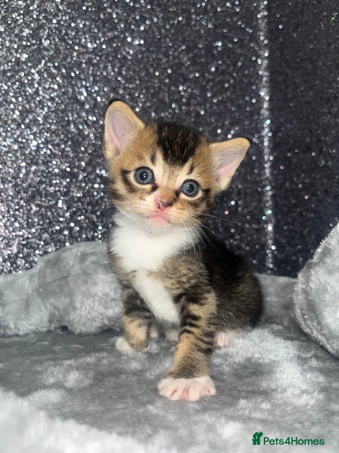 Mixed Breed cats for sale: 3 beautiful tabby kittens ♥️ - Image 1