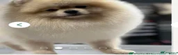 Pomsky dogs for sale: Stunning F1B Pomsky’s - Advert 10