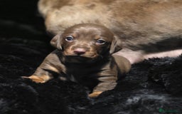 Dachshund dogs for sale: Billy  - Image 3