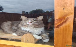 Maine Coon cats for sale: Handsome Blue Tabby with White Boy🐾 - Image 4