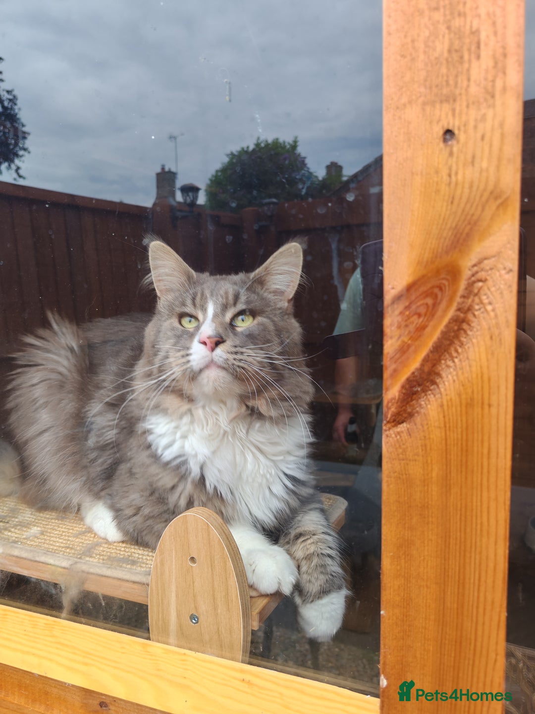 Maine Coon cats for sale: Handsome Blue Tabby with White Boy🐾 - Image 4