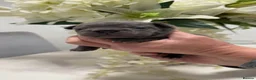 Frug dogs for sale: French bull dogs  - Advert 8