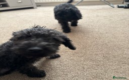 Bedlington Terrier dogs for sale: Bedlington terrier puppies  - Advert 5