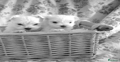 Maltese dogs - Advert 2
