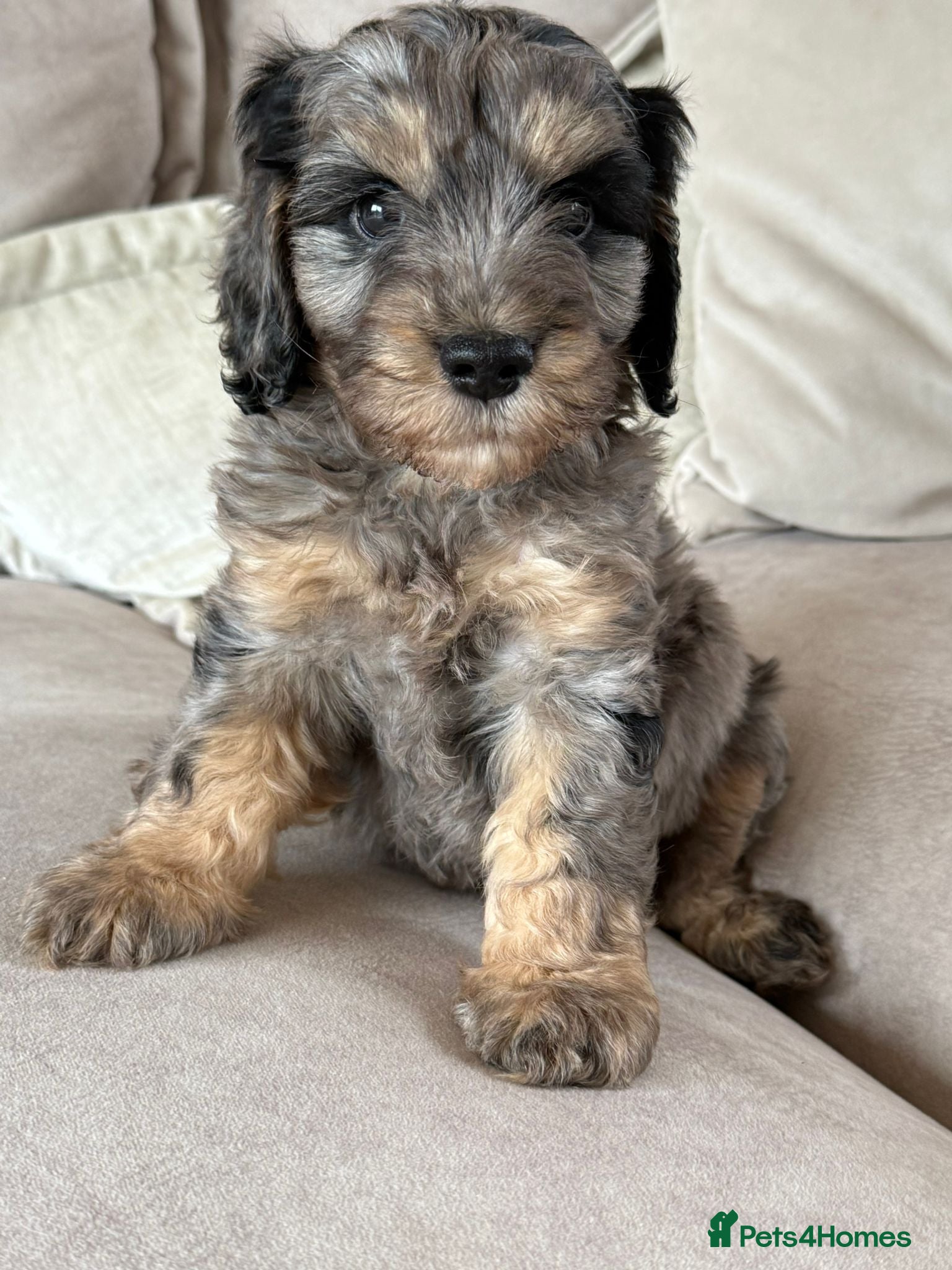 Cavapoo dogs Merle F1 Cavapoo puppies - Advert 2