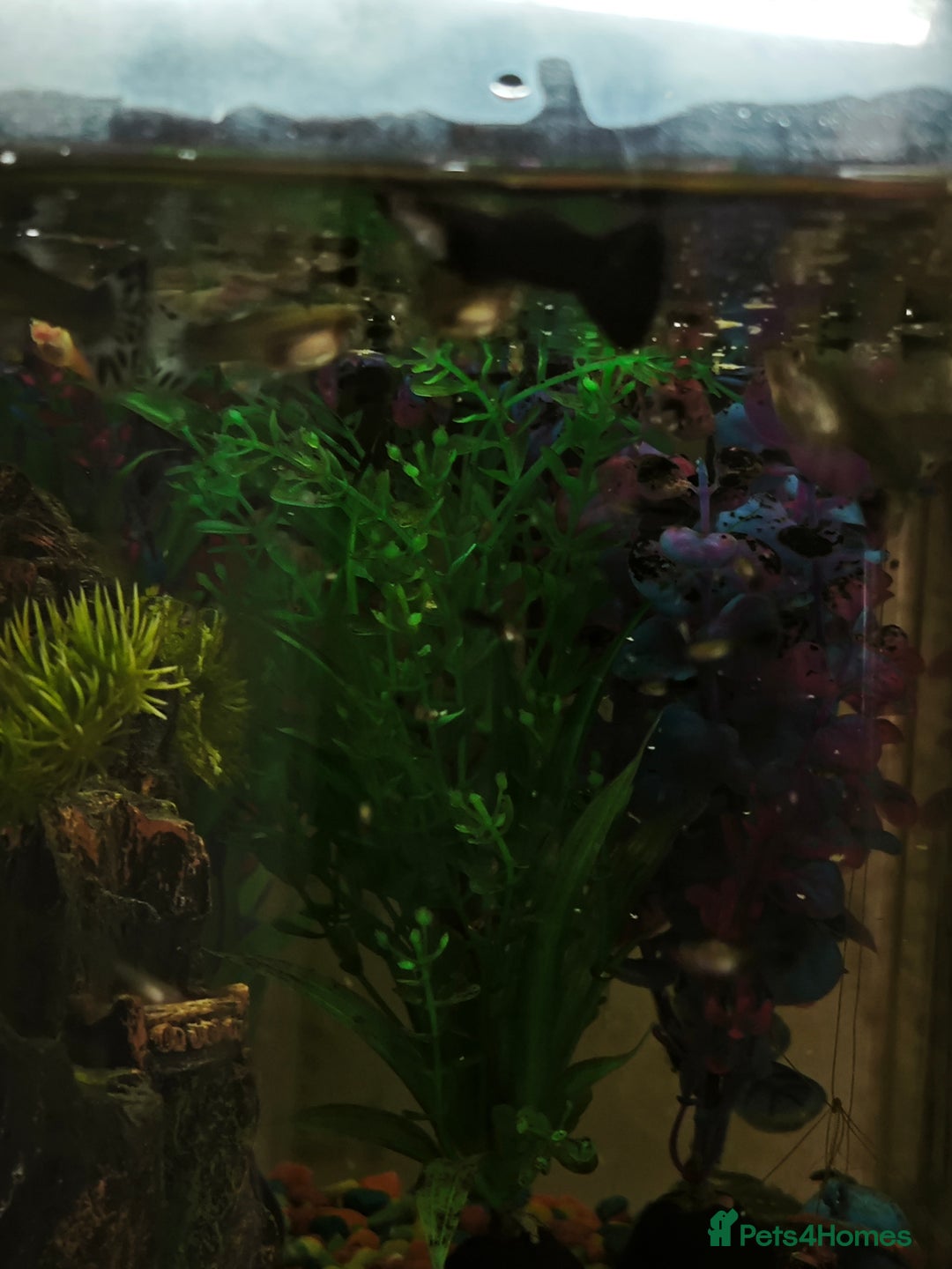 Rainbow Fish fish for sale: Baby Guppies  - Advert 6