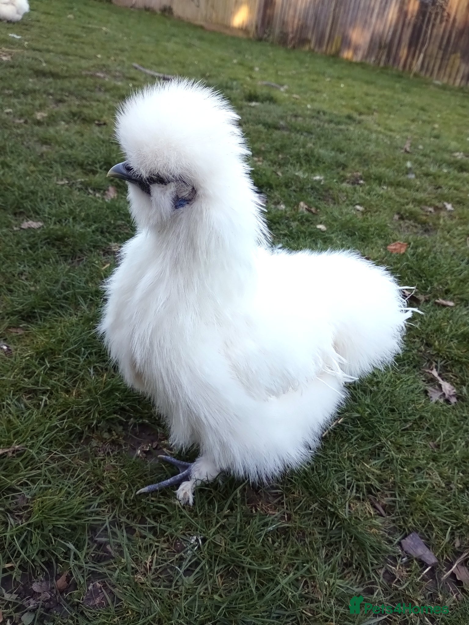 Chickens poultry Silkie and Black Copper Marans chicks and hens - Advert 21