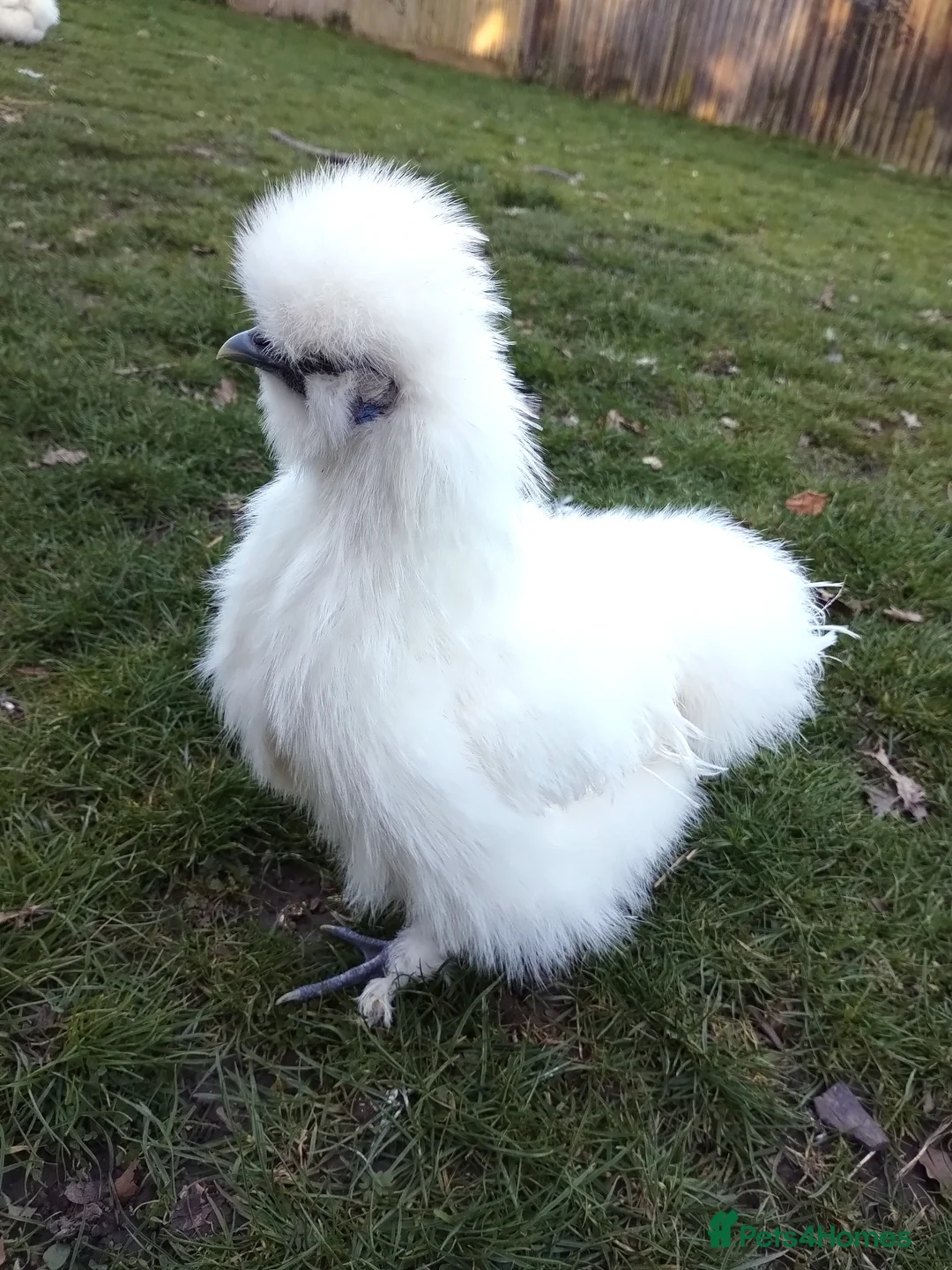 Chickens poultry for sale: Silkie and Black Copper Marans chicks and hens - Advert 1