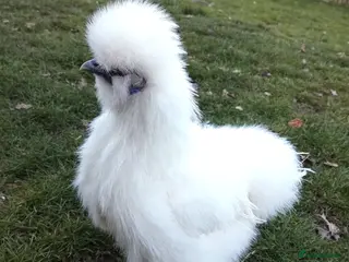 Chickens poultry Silkie and Black Copper Marans chicks and hens - Advert 21