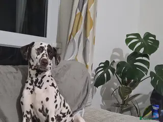 Dalmatian dogs Exciting litter due mid march! - Advert 2