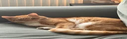 Mixed Breed cats for sale: 🐾 Loving Home Needed for Ted 🐾 in Penarth - Advert 2