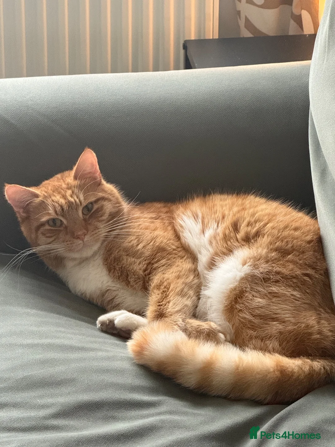 Mixed Breed cats for sale: 🐾 Loving Home Needed for Ted 🐾 in Penarth - Advert 2