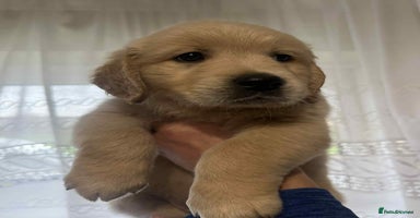Golden Retriever dogs - Advert 5