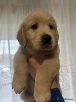 Golden Retriever dogs - Advert 24