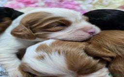 Cavalier King Charles Spaniel dogs for sale: Beautiful KC reg Cavalier King Charles Puppies  - Advert 9