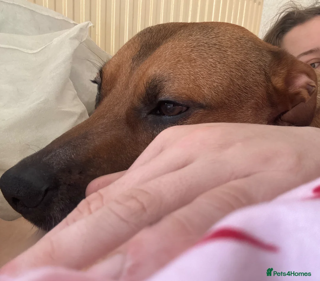 Mixed Breed dogs for sale: Milo  - Advert 2
